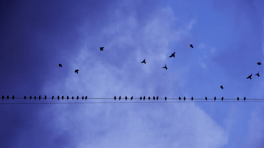 Birds Flying Toward The Electricity Line Wallpaper