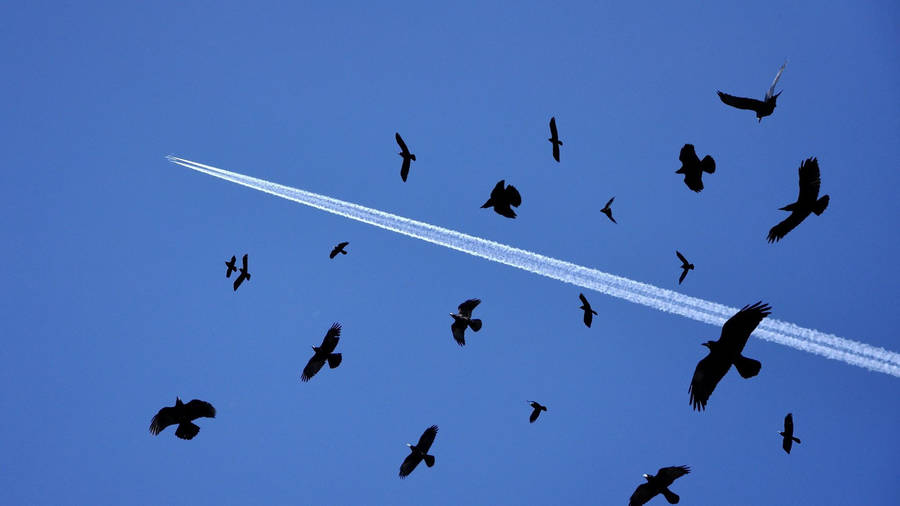 Birds Flying Under The Jet Contrails Wallpaper