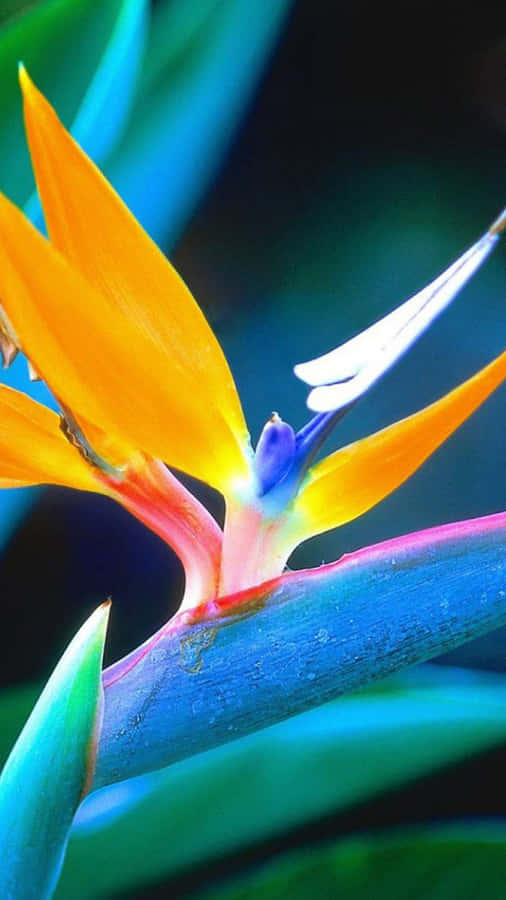 Birds Of Paradise Galaxy Note 4 Wallpaper