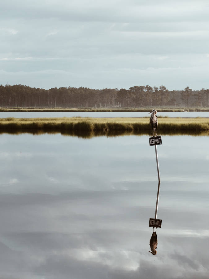 Birds On A Pole In Nature Wallpaper