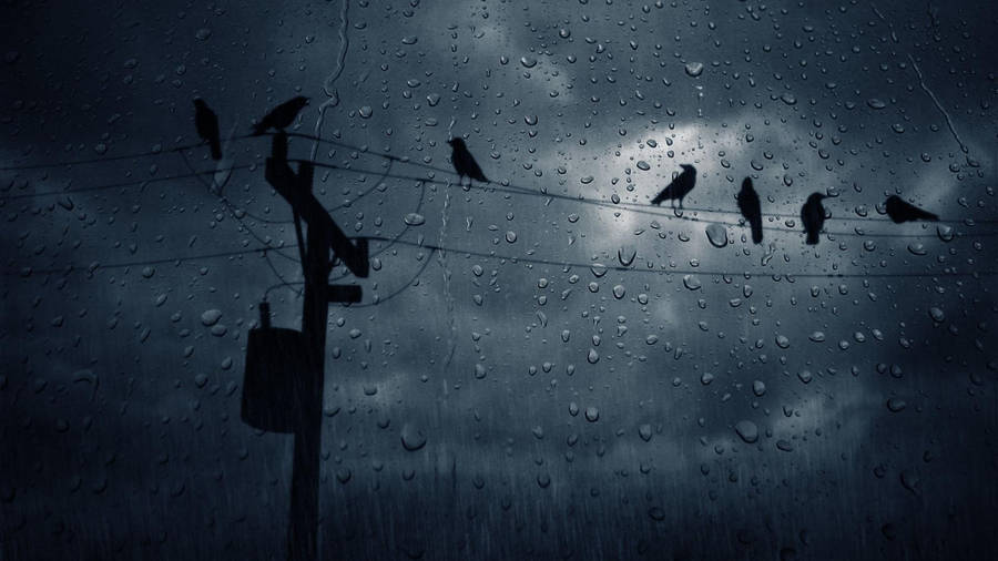 Birds Perched On Wires Most Beautiful Rain Wallpaper