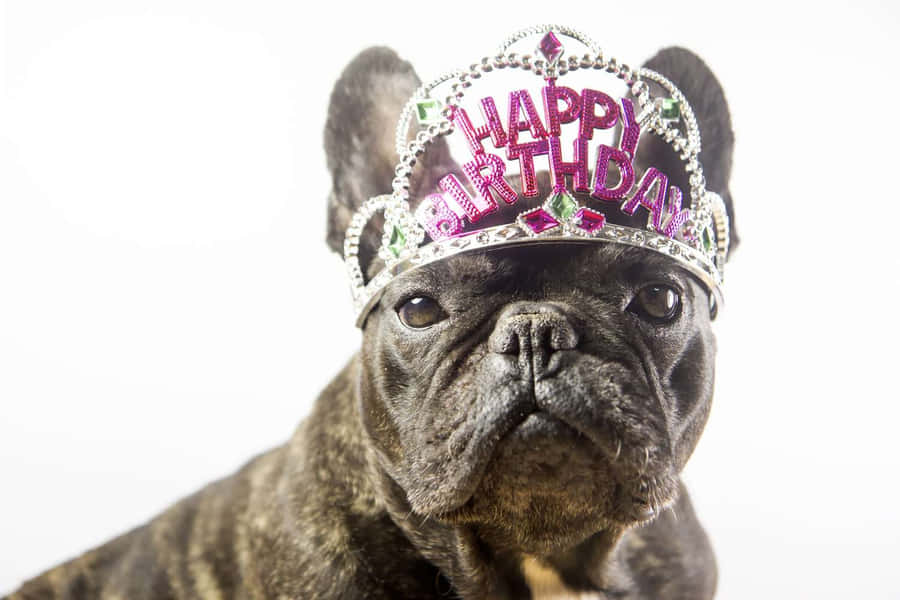 Birthday Celebration French Bulldog Wallpaper