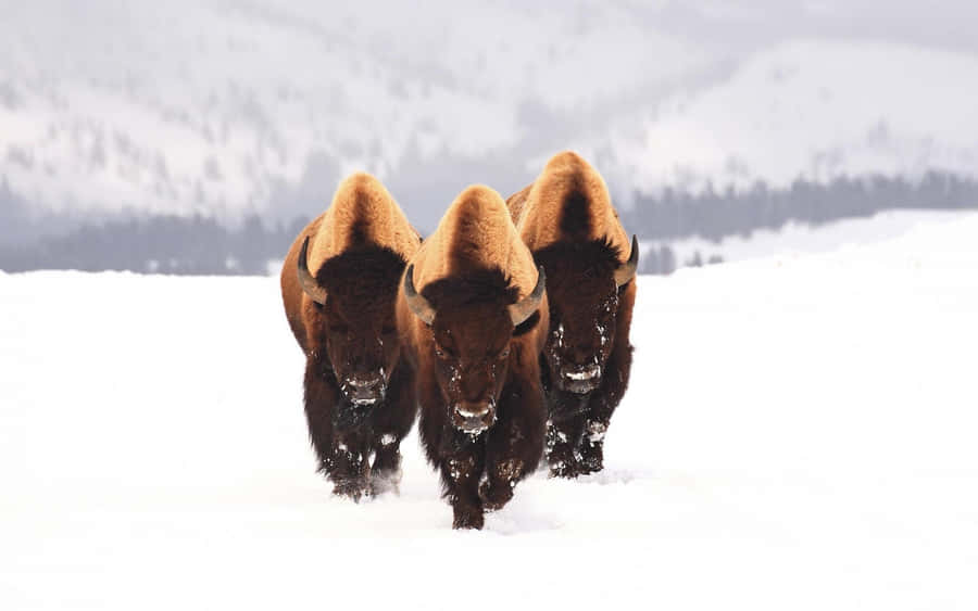 Bison_in_ Winter_ Snowscape Wallpaper