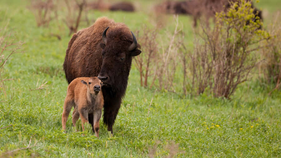 Bisonand Calfin Meadow.jpg Wallpaper