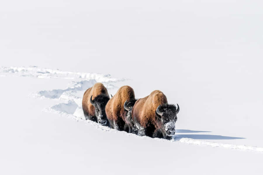 Bisonin Snow Trail.jpg Wallpaper