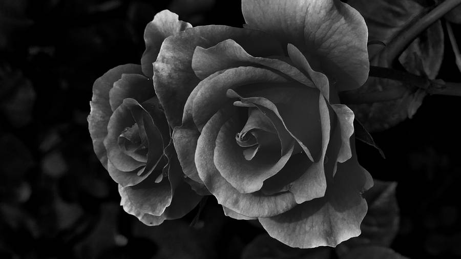 Black Aesthetic Rose Full Bloom Wallpaper