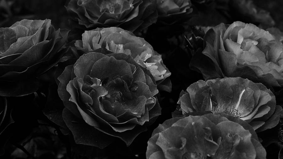 Black Aesthetic Rose Grayscale Bouquet Wallpaper