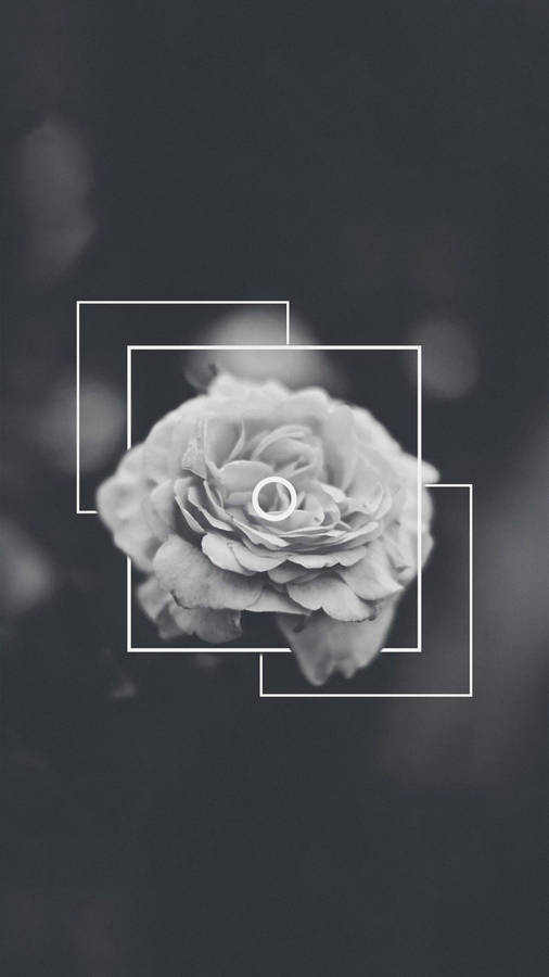 Black Aesthetic Rose Grayscale Wallpaper