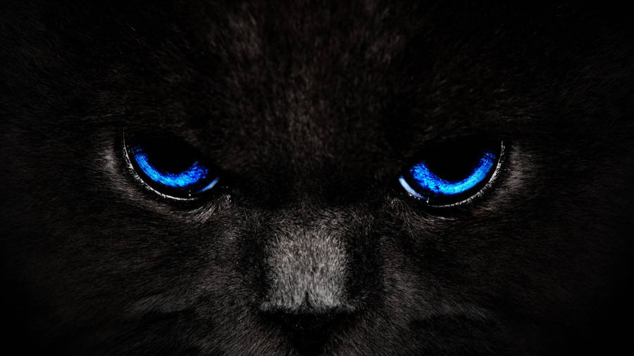 Black And Blue Fierce Cat Wallpaper