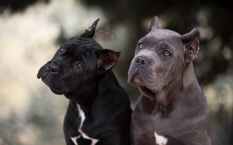 Black And Brown Cane Corso Dogs Wallpaper