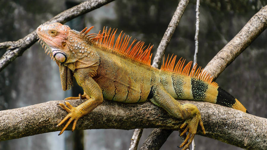 Black And Green Iguana Wallpaper