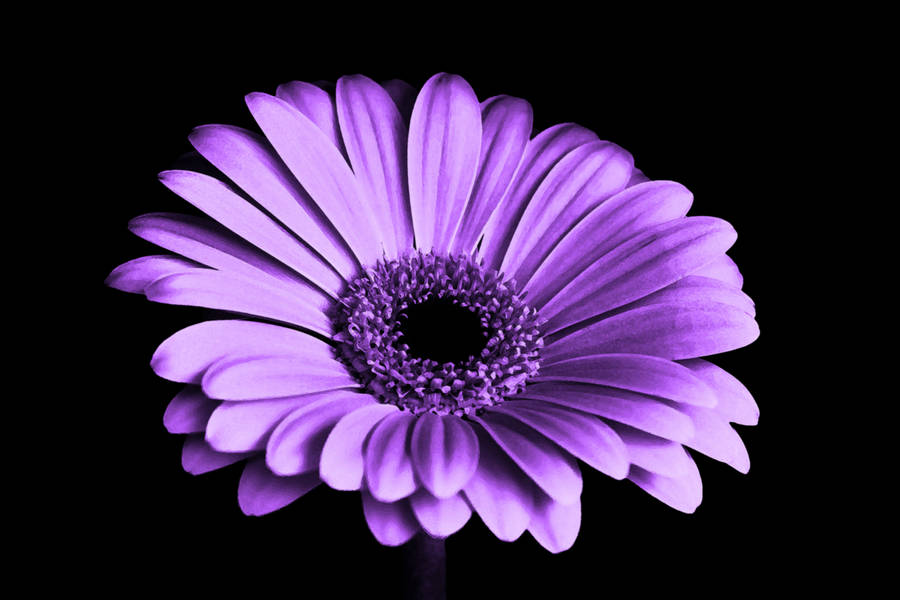 Black And Purple Flower Wallpaper