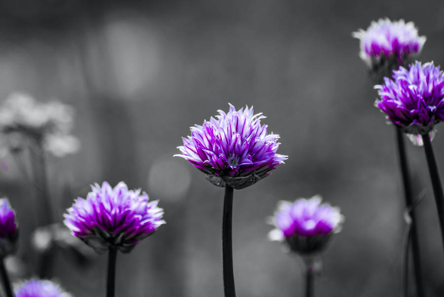 Black And Purple Flowers Wallpaper