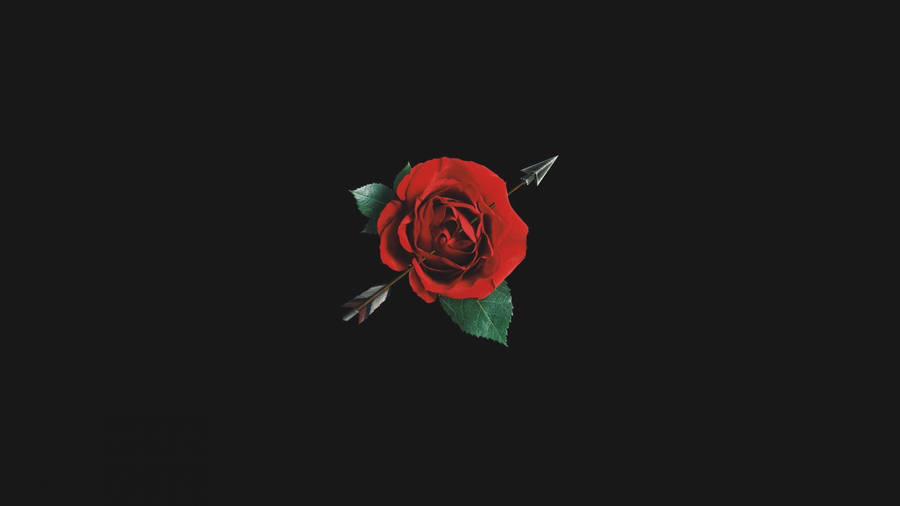 Black And Red Rose With Arrow Wallpaper