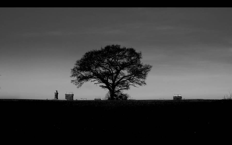 Black And White Aesthetic Landscape Tree Wallpaper