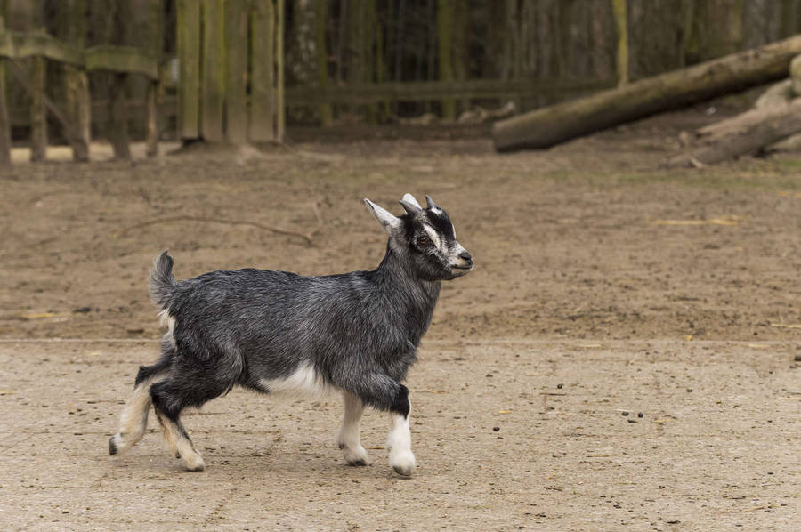 Black And White Baby Goat Wallpaper