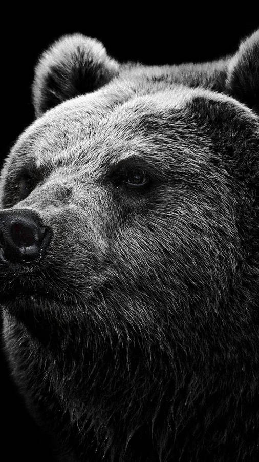 Black And White Bear Close-up Wallpaper