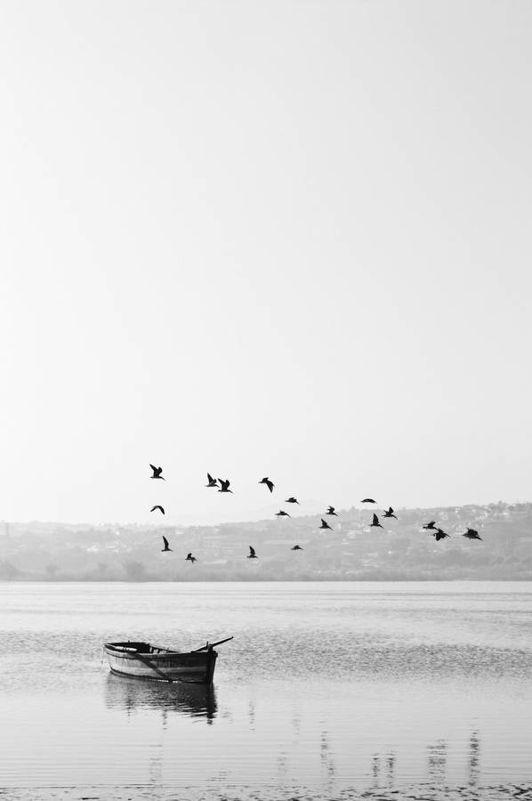 Black And White Birds In Nature Wallpaper