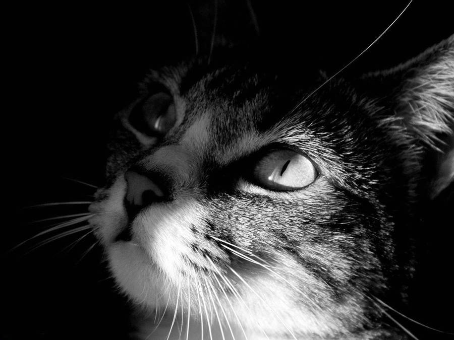 Black And White Cat Staring Upwards Wallpaper