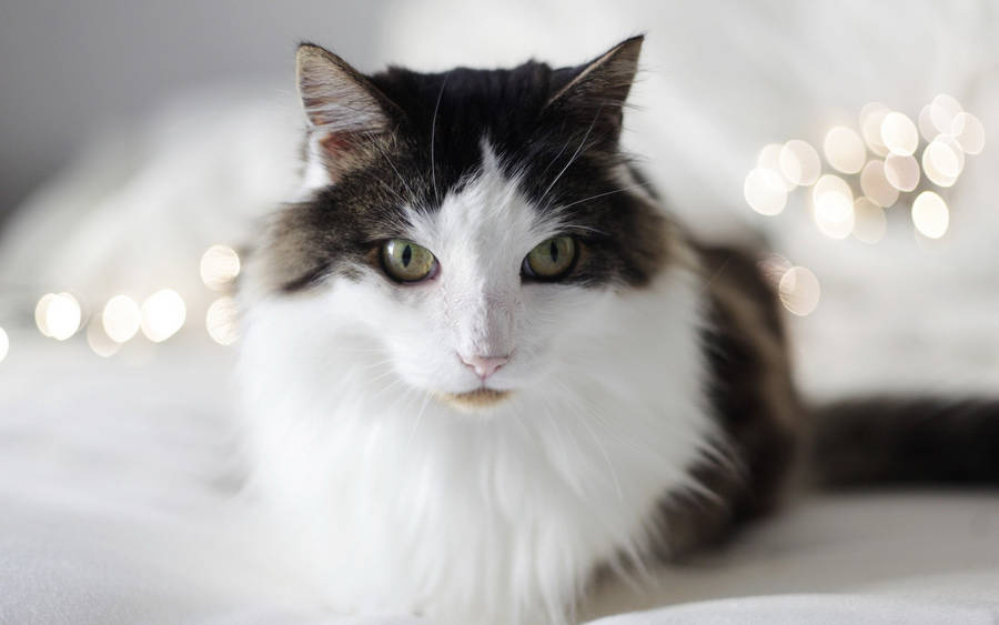 Black And White Cat With Fairy Lights Wallpaper