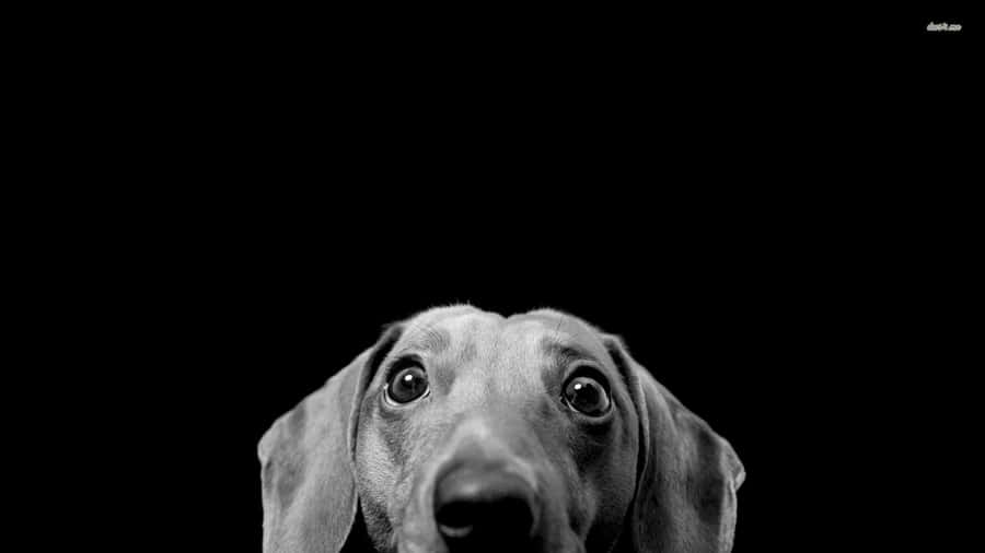 Black And White Dachshund Head Wallpaper