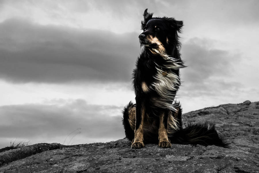 Black And White Dog In Dull Monochrome Wallpaper