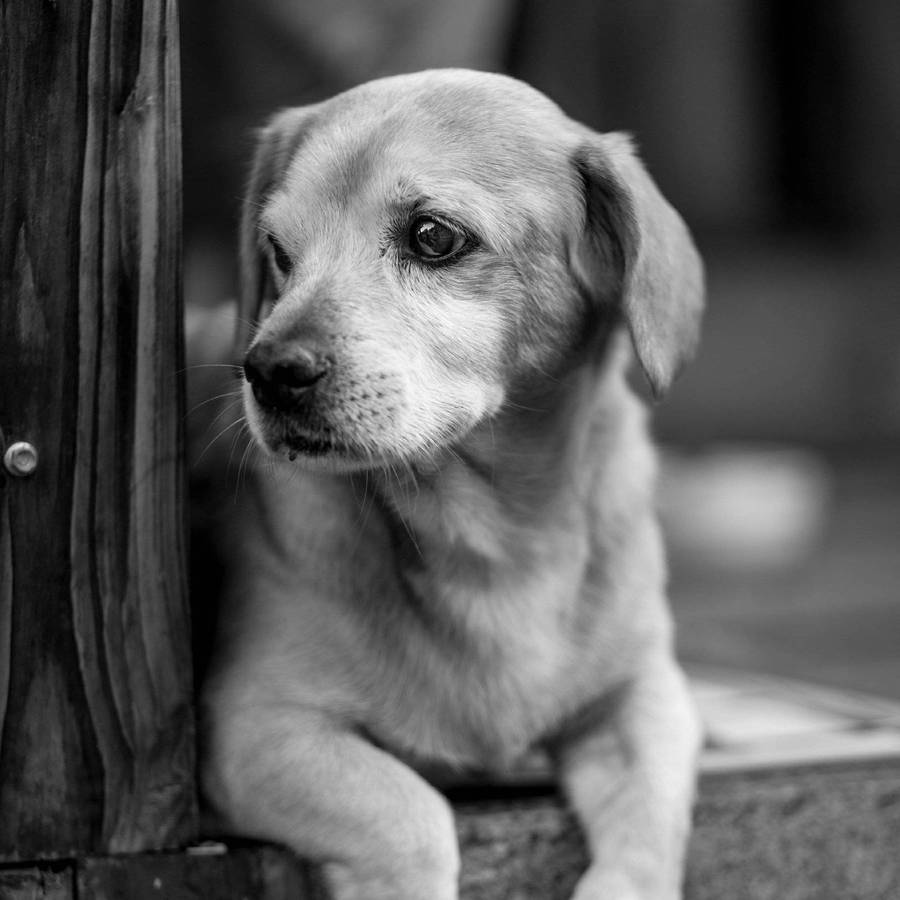 Black And White Dog Looks Away Wallpaper