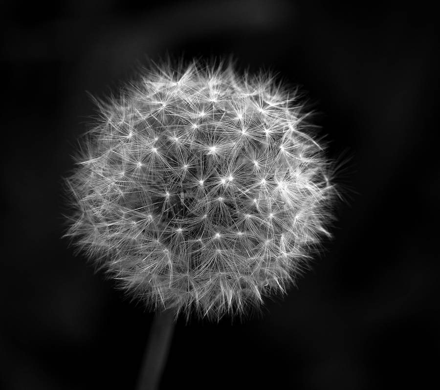 Black And White Flower Dandelion Wallpaper