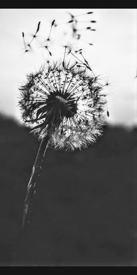 Black And White Flower Dandelion Flying Seeds Wallpaper