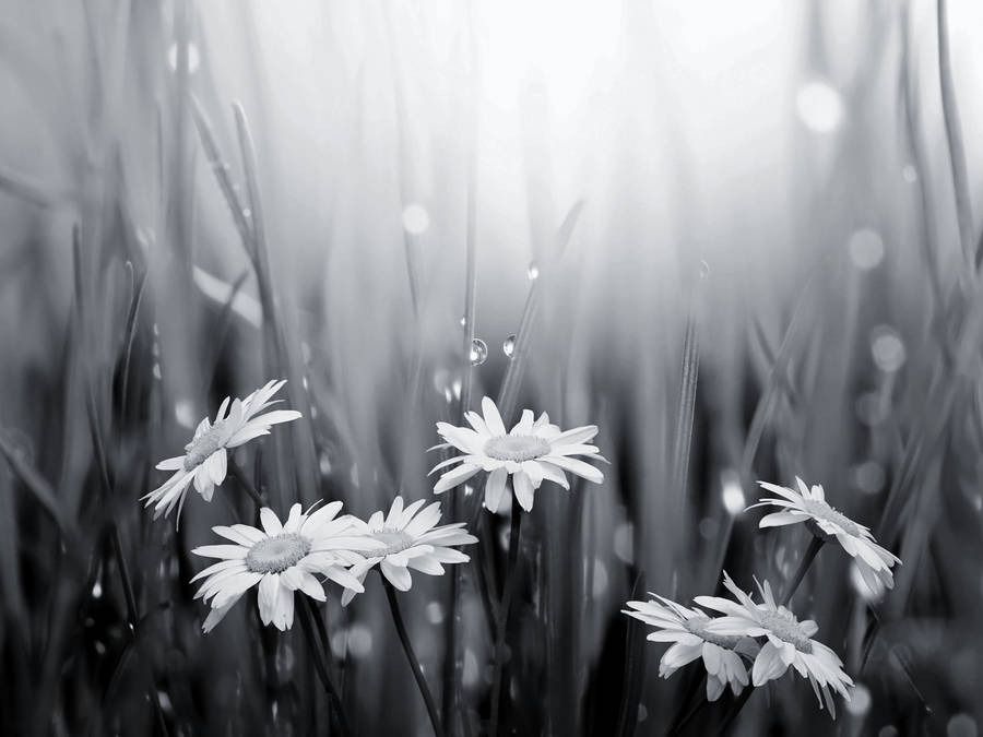 Black And White Flower Rain Wallpaper