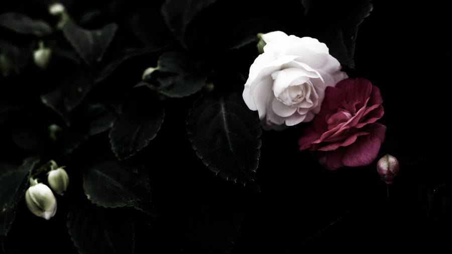 Black And White Flower Red Rose Wallpaper