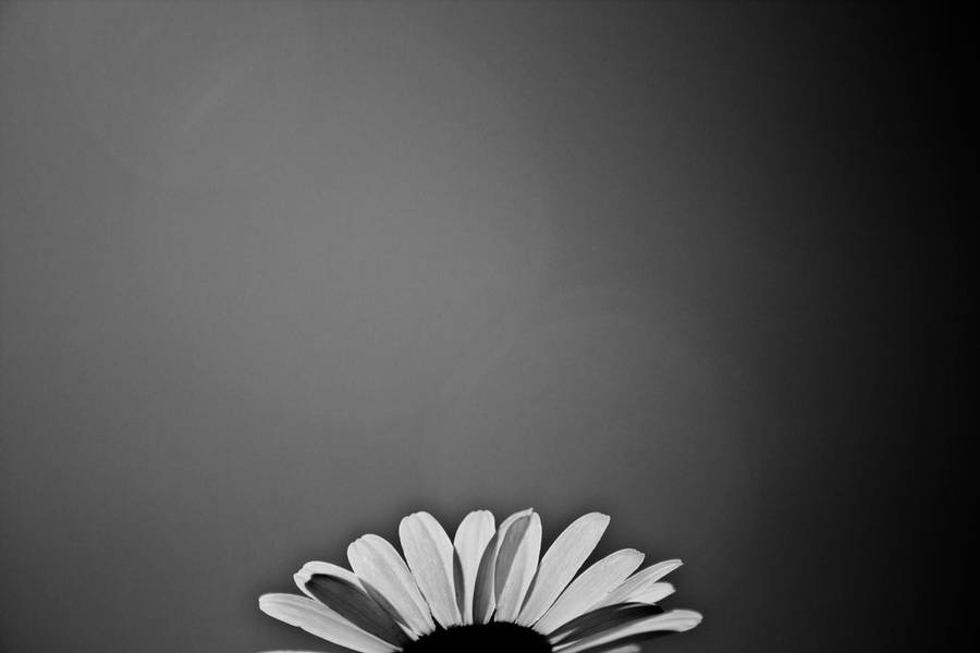 Black And White Flower Sunflower From Top Wallpaper