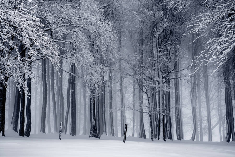 Black And White Forest Winter Scenery Wallpaper