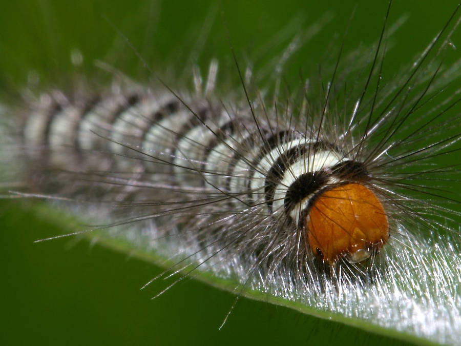 Black And White Hairy Caterpillar Wallpaper