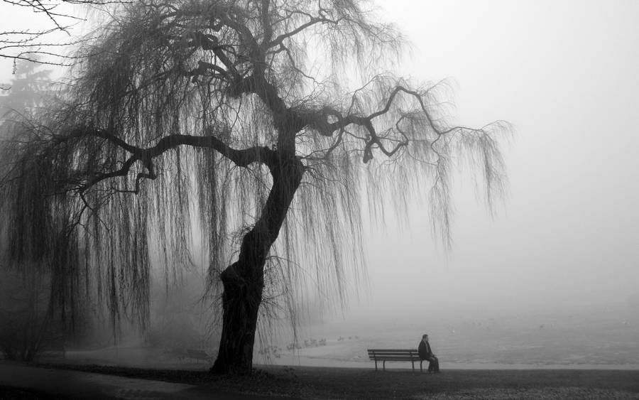 Black And White Hd Big Tree Wallpaper