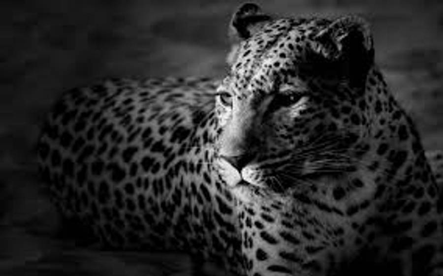 Black And White Hd Cheetah Wallpaper