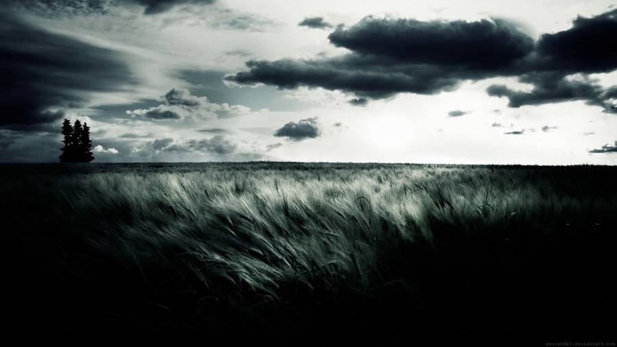 Black And White Hd Grassland Wallpaper