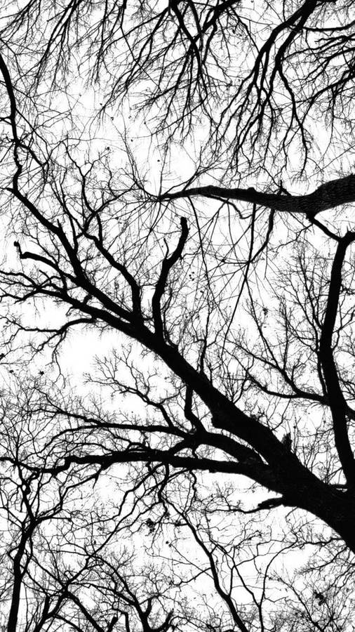 Black And White Iphone Leafless Tree Wallpaper