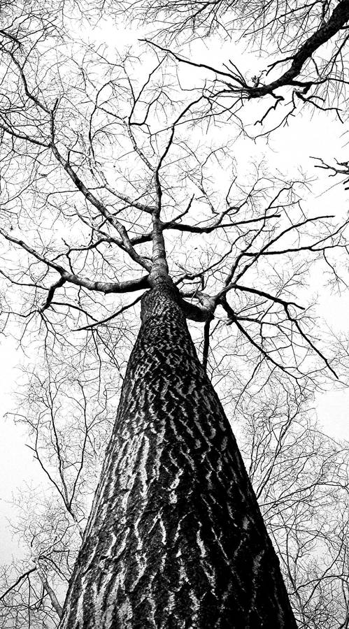 Black And White Iphone Tree Wallpaper