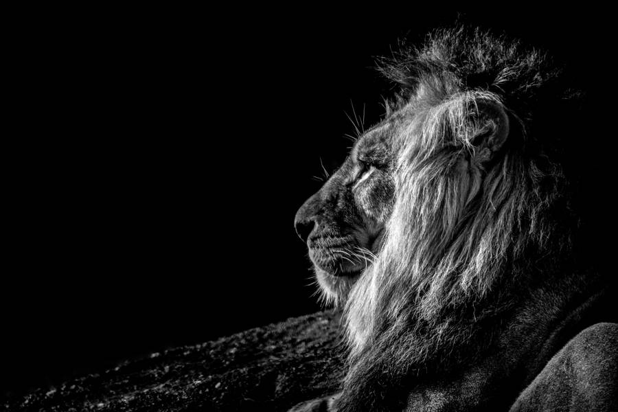 Black And White Lion Desktop Wallpaper