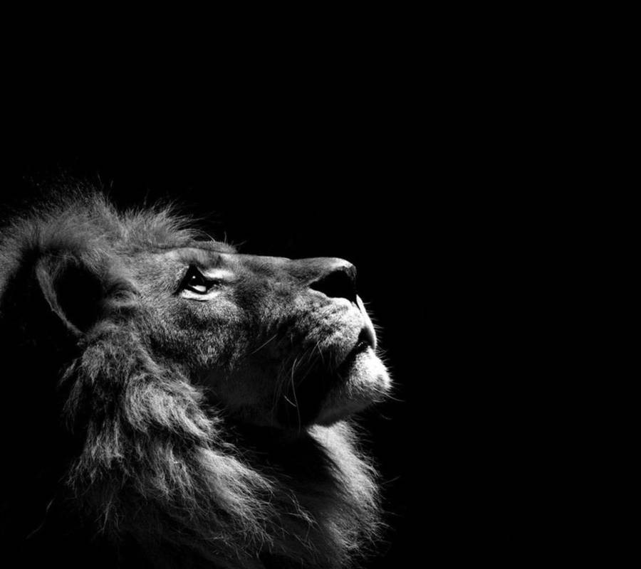 Black And White Lion Laptop Wallpaper