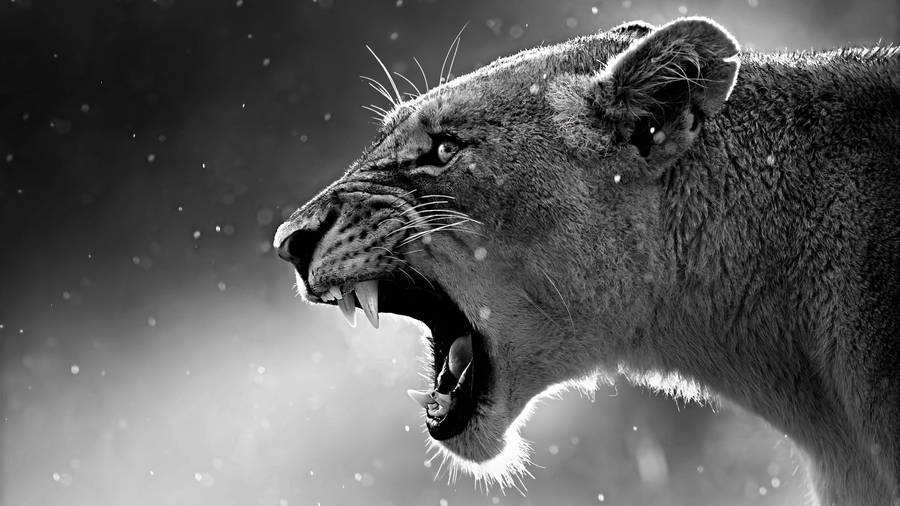 Black And White Lioness Animal Wallpaper