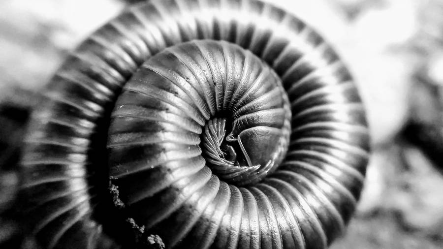 Black And White Millipede Wallpaper