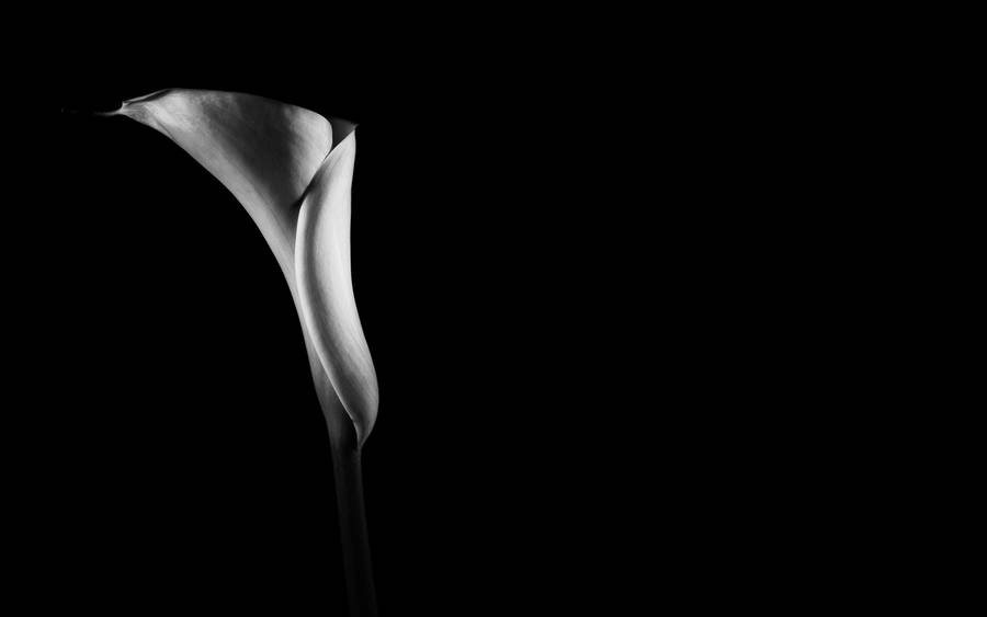 Black And White Solitary Flower Wallpaper