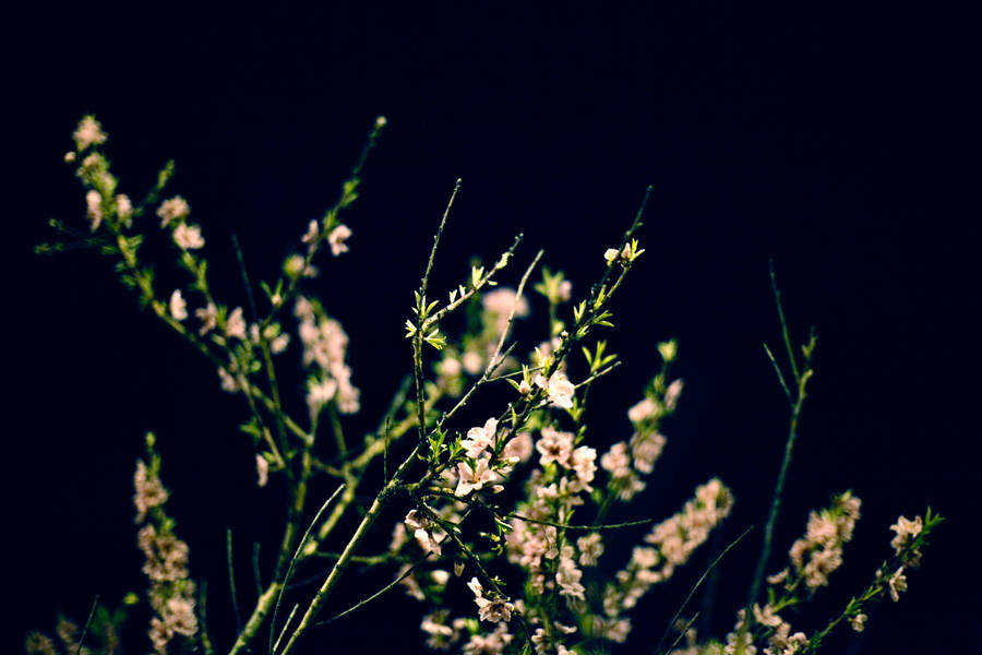 Black Background Baby's Breath Wallpaper