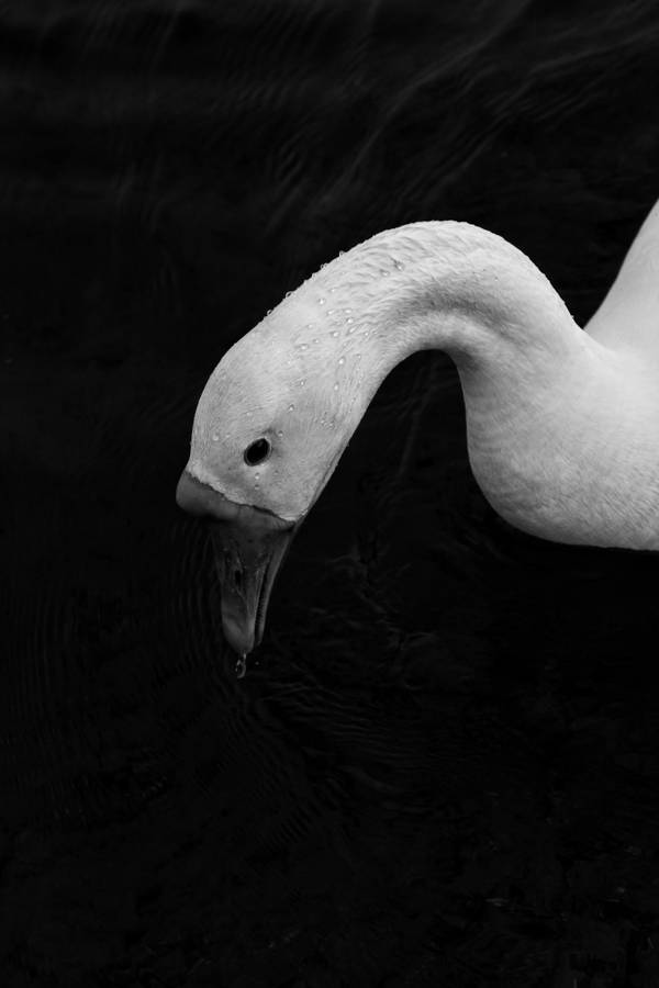 Black Background Duck Wallpaper