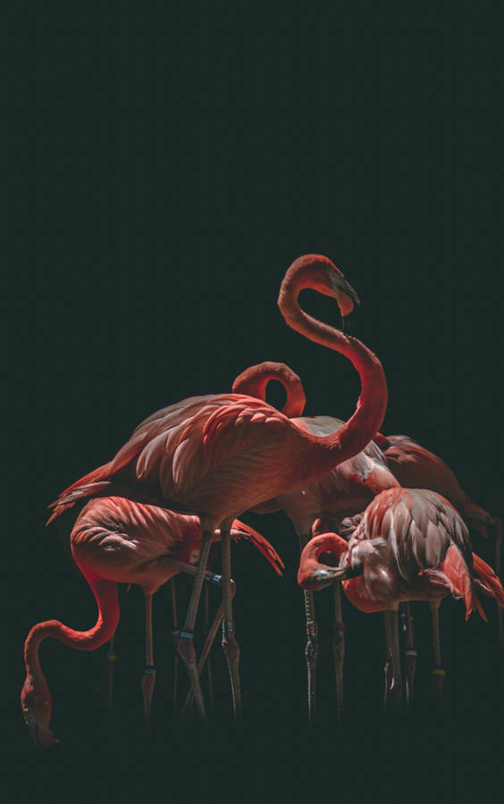 Black Background Flamboyance Flamingo Wallpaper