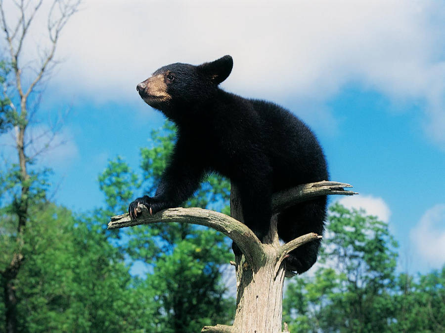 Black Bear Baby Climbing Wallpaper