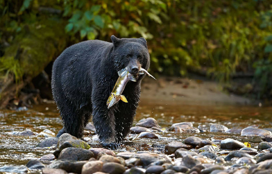 Black Bear Biting Fish Wallpaper