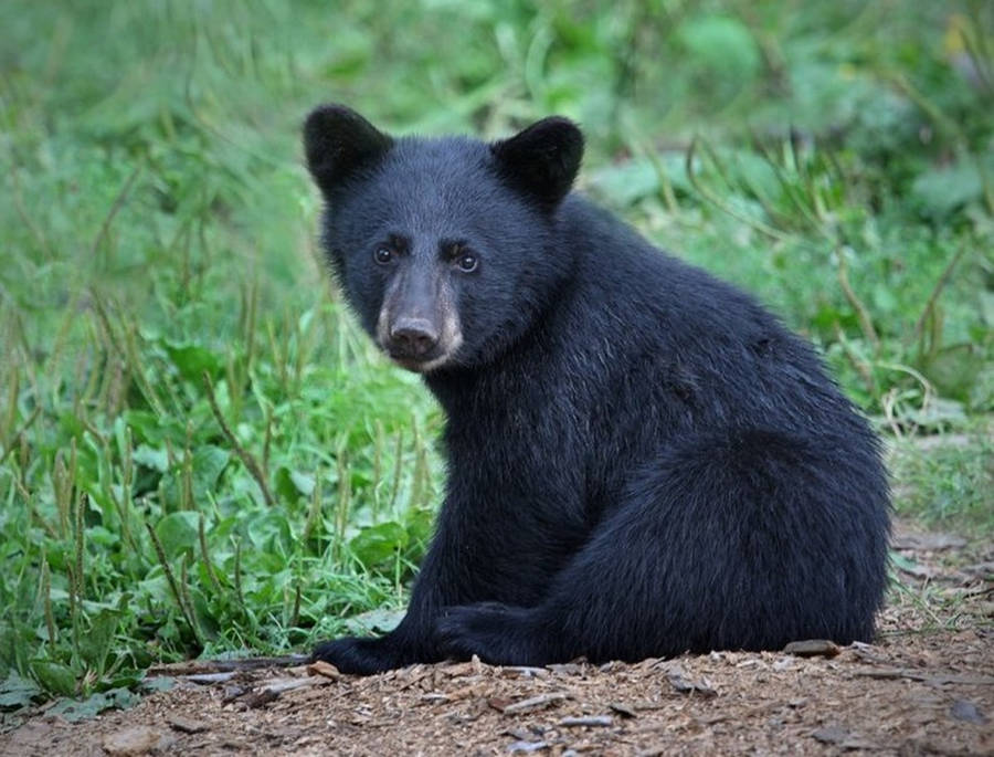 Black Bear Deep Black Eyes Wallpaper